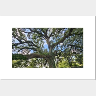 Tranquil Majesty: Audubon Park's Sprawling Oak Tree Posters and Art